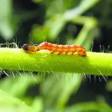 杀虫剂如何防治病虫害,金叶榆树虫害用什么杀虫剂防治好