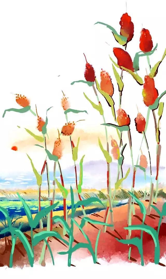 高粱全世界都有吗,各种高粱的认识