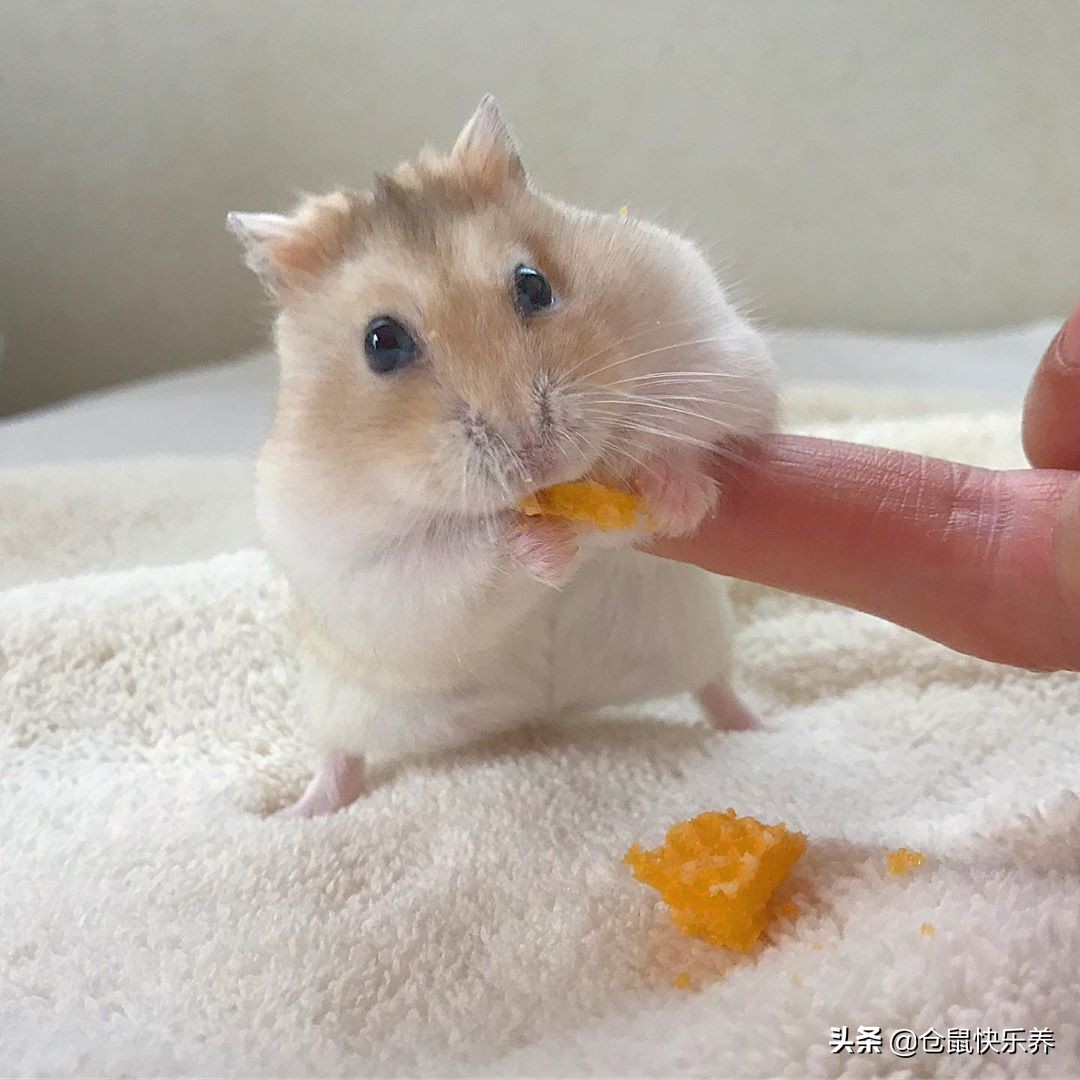 仓鼠会挑食嘛,仓鼠不吃鼠粮只吃零食