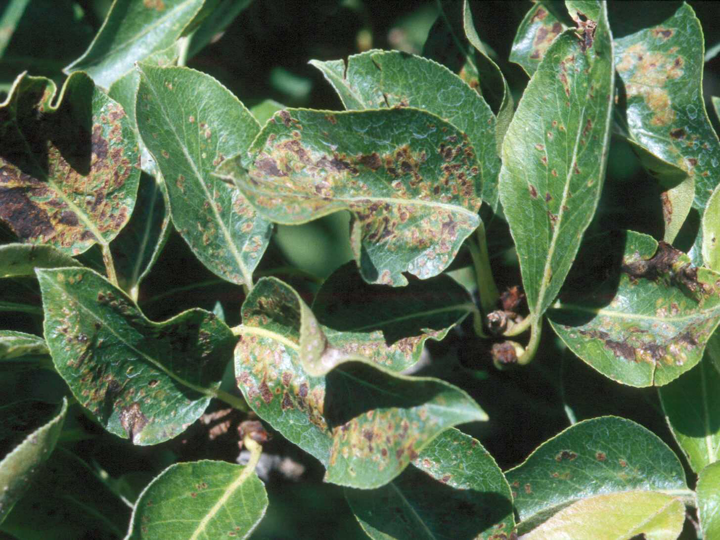 千万别大意，梨树种的好不好，病虫害防治是关键