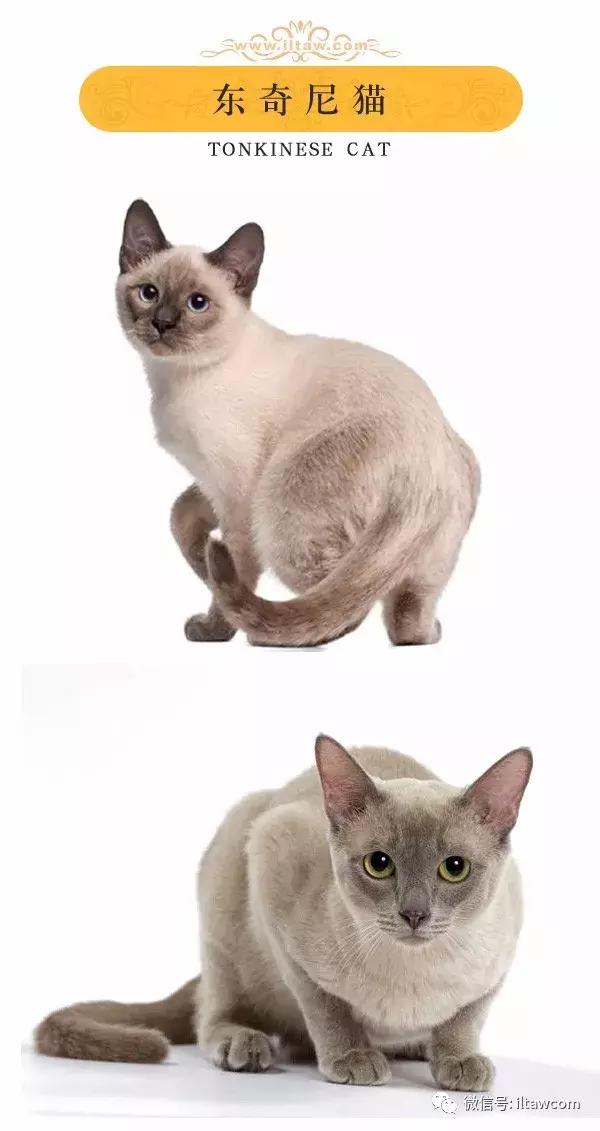 搜猫咪各种图片,世界猫咪图录