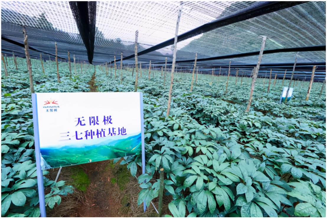 无限极“有料”的三七:品质高、品相优