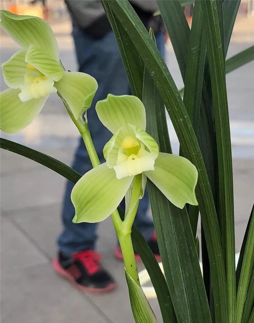 通江早年下山的一颗春剑素荷,后来成为传世名品