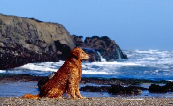 选金毛的时候排除什么，10个部位挑个好金毛，送给即将养金毛的人