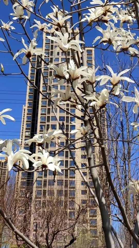 含有古诗词的自我介绍,古诗词自我介绍8字以内