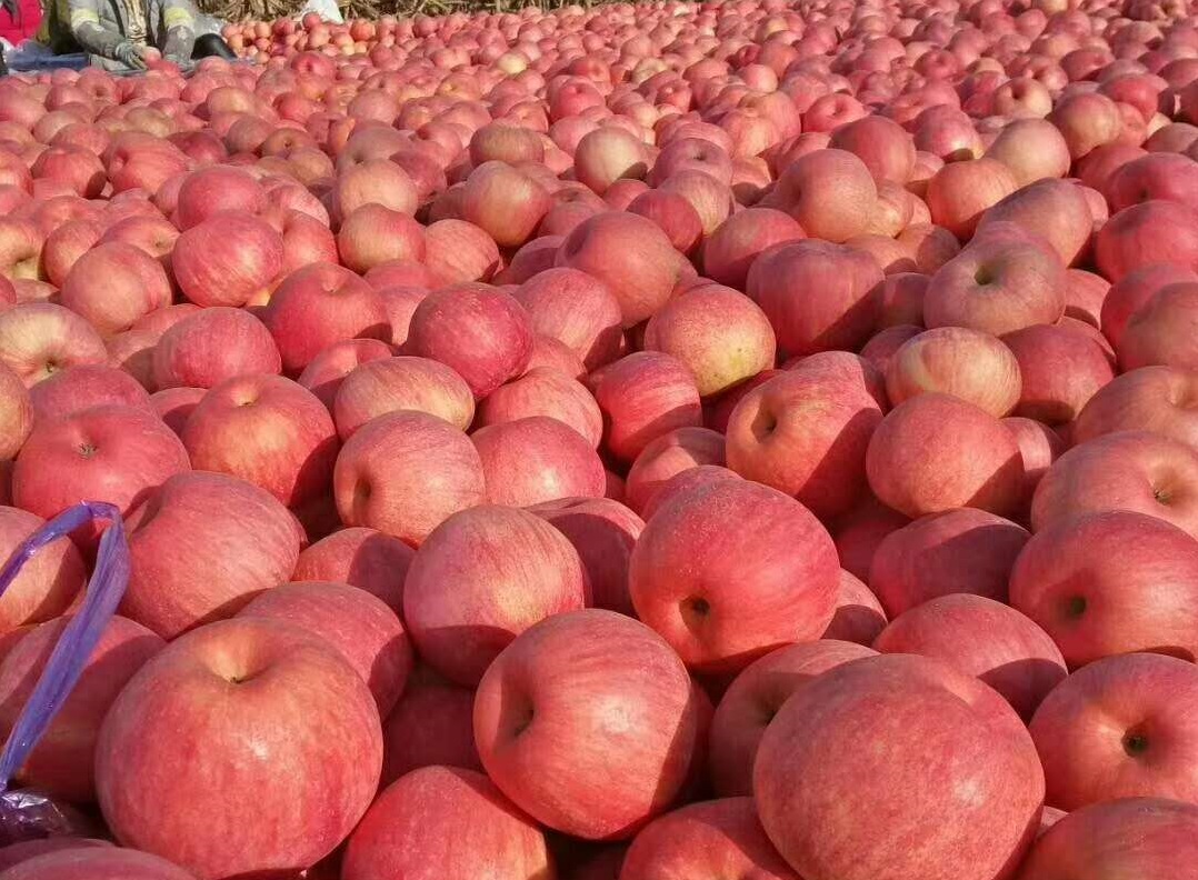 苹果缺钙后果有多严重？果农经常忽视，影响品质的关键因素之一