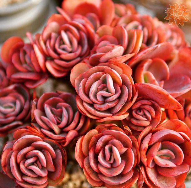 韩国大棚多肉,肉叔带你走遍韩国多肉大棚