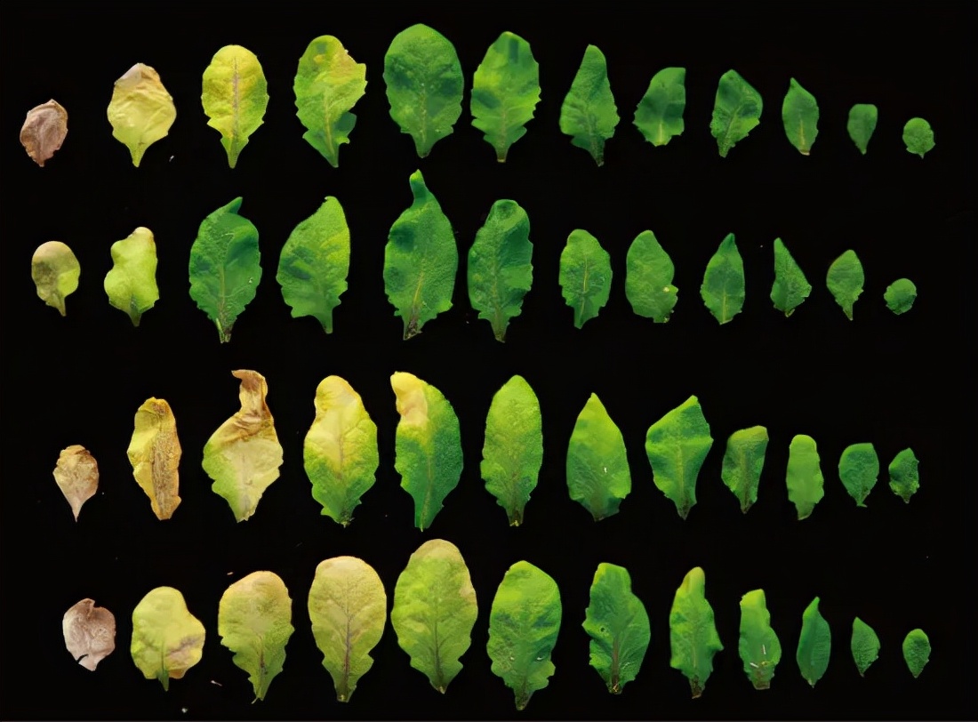 秋天的树叶为什么变黄或者脱落,秋天的叶子为什么变黄落下来