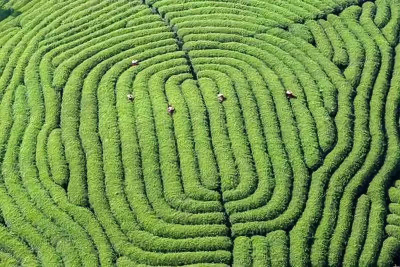 武夷山德懋堂|270万起旅居武夷山临溪别墅，遍访先贤遗迹！看云海、逛古村、品香茗，每天都生活在山水画中