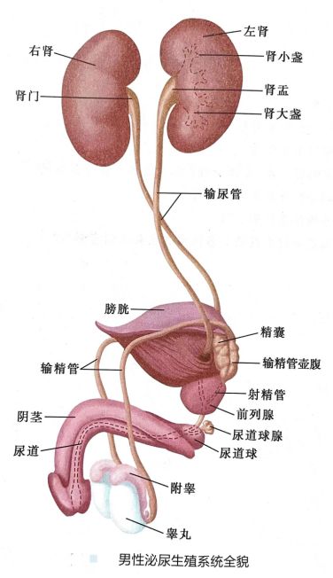 尿路改道方案,尿路改道一般改到哪里出尿