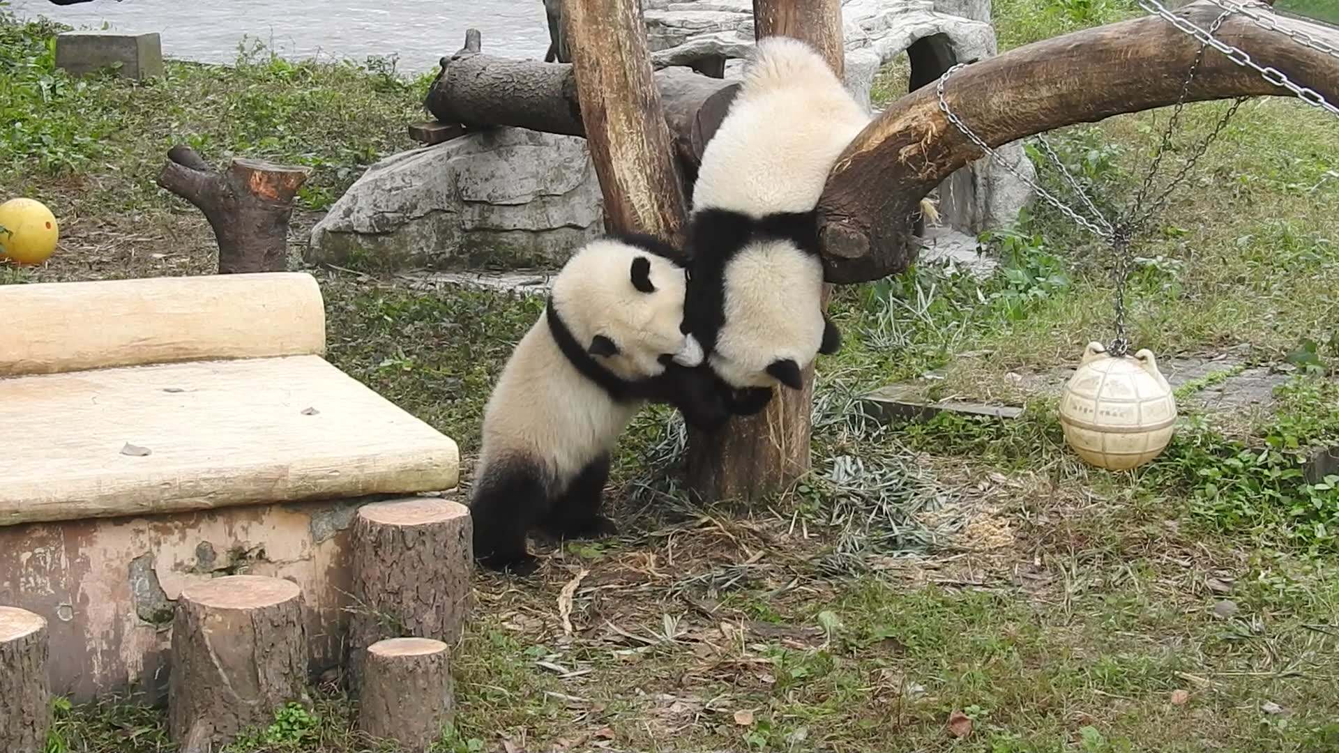 国内值得去的十大动物园,国内最值得去的动物园