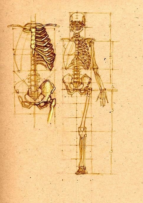透视表现空间的基本方法,透视解剖学原理书籍