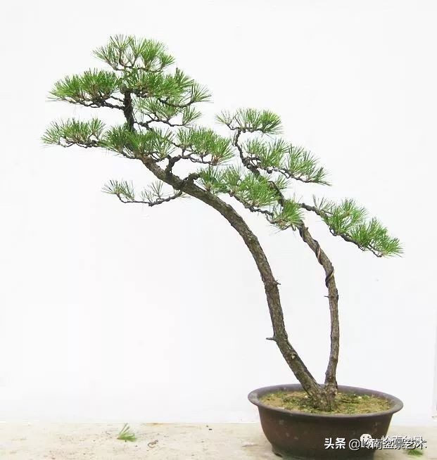 双干树,双干型果树