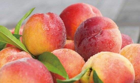 福建桃子品种大全,北方优良品种桃子介绍