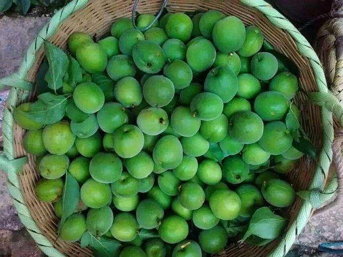 望梅止渴的梅是什么梅子,望梅止渴的梅指是果梅还是花梅