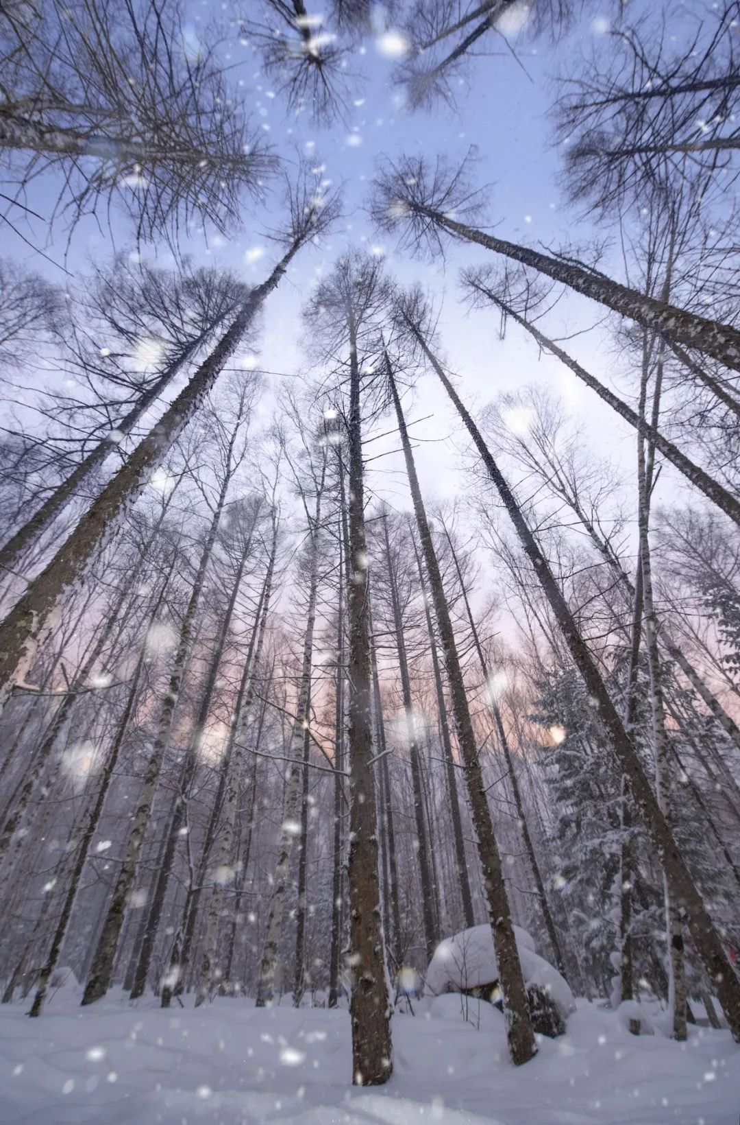 最好看的雾凇,为什么吉林的雾凇最知名