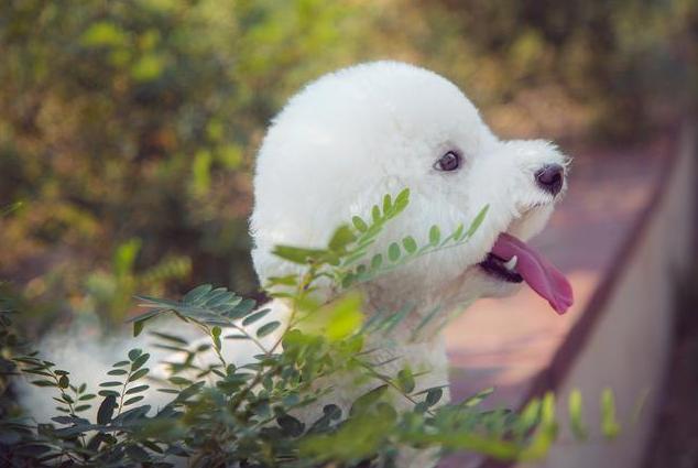 比熊犬有什么好处和坏处,怎么让比熊犬寿命更长