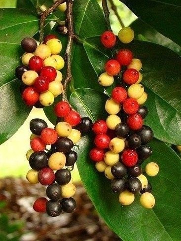 1分钟挑战认出10种罕见水果,5种难得一见的稀有水果