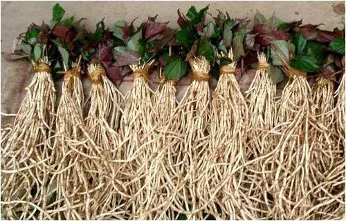 贵阳不光是辣味的,还有一种味道叫折耳根!