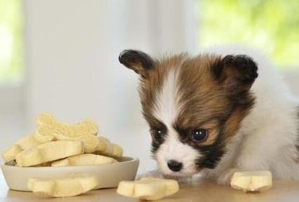 狗狗身上有皮屑还掉毛怎么回事,狗狗身上掉毛秃了一块用什么药