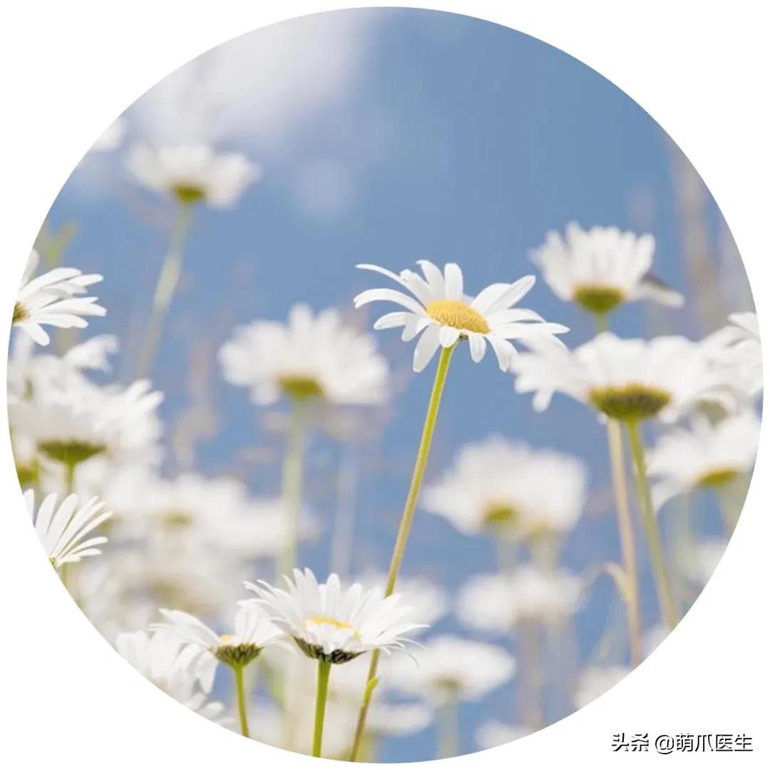 家有萌猫，千万别养这些花草！！