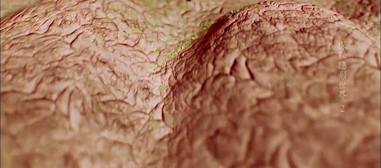 有没有可以祛除螨虫的产品,有没有什么除螨虫的用品