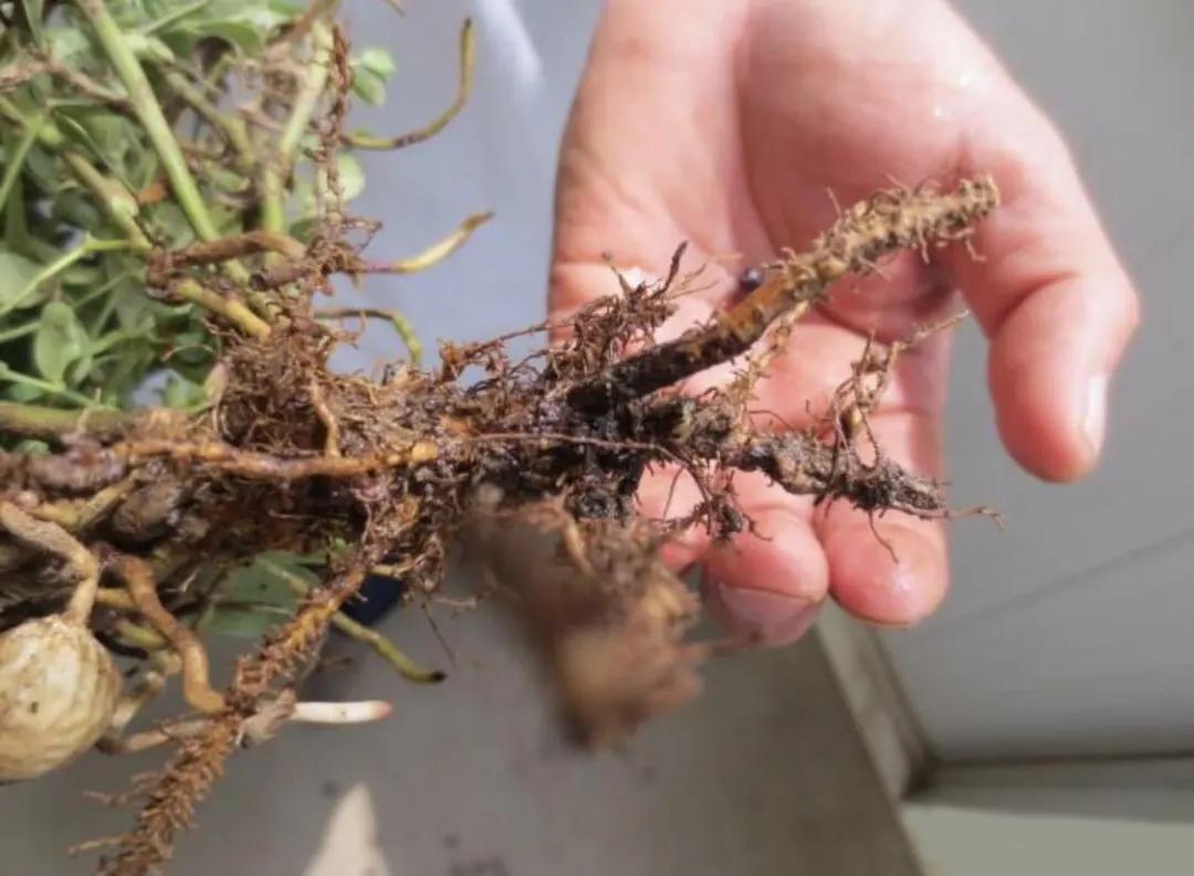 花生初花期虫害打什么药,花生虫害防治大全