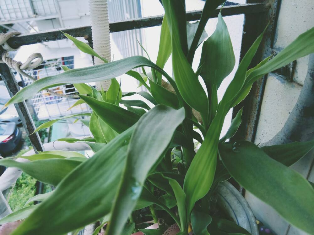 竹报平安富贵竹发黄根发黑,富贵竹叶子发黄还能长出新叶子吗