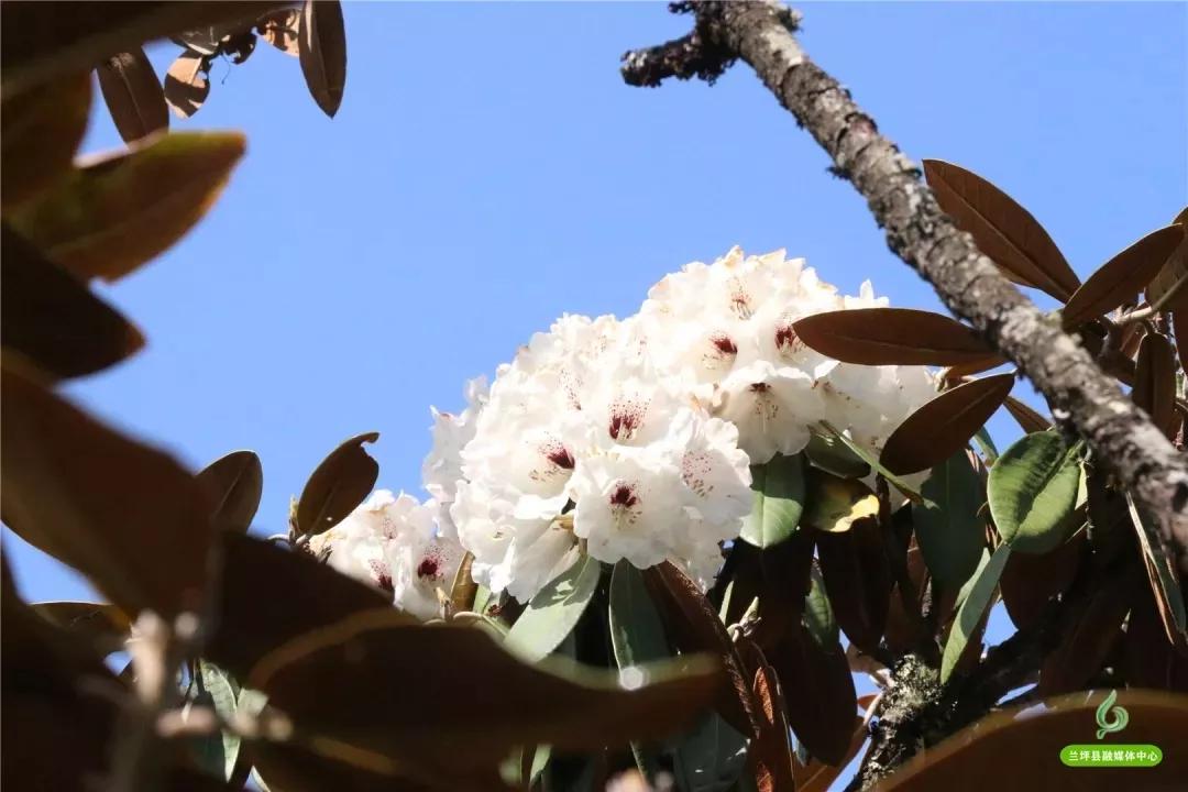 鍏板潽鍗拌薄,鍏板潽涔″湡鍗拌薄