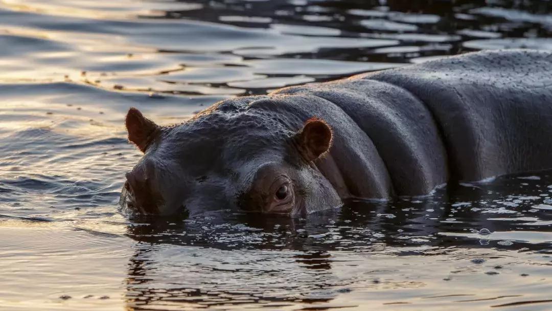 非洲河马钓鱼杀人，却反被人类逼成“脆弱”物种
