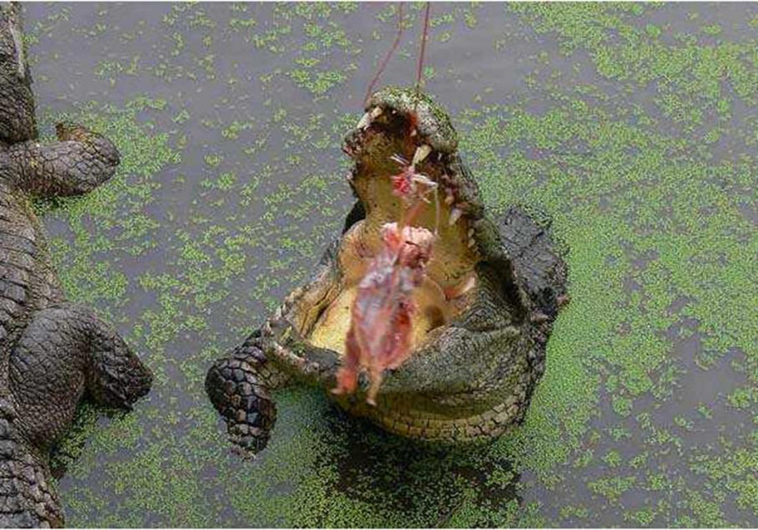 鳄鱼要怎么养殖才不犯法,鳄鱼养殖要怎么防护自身安全