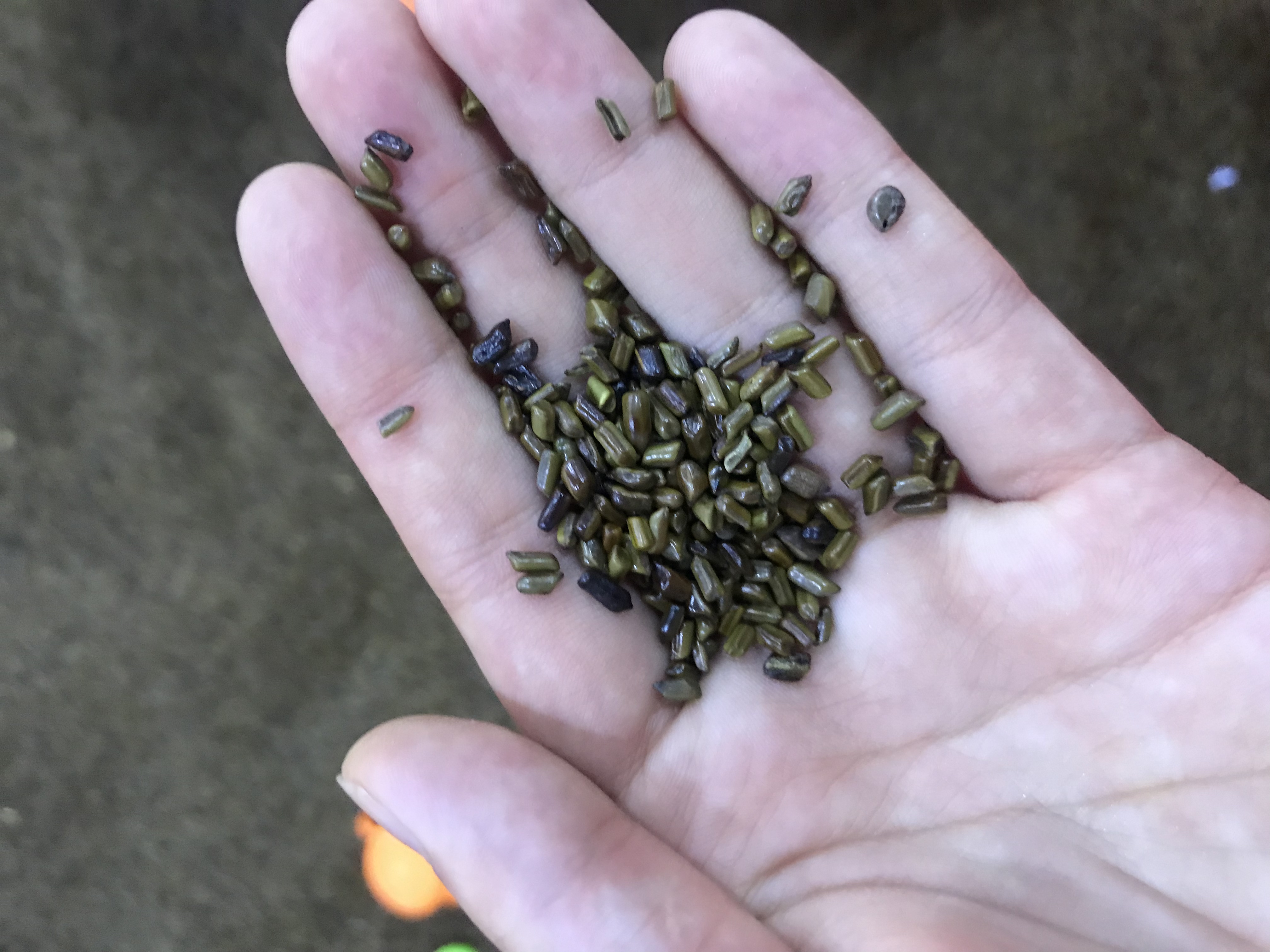 玩决明子沙池有什么好处,决明子沙池为什么不能玩