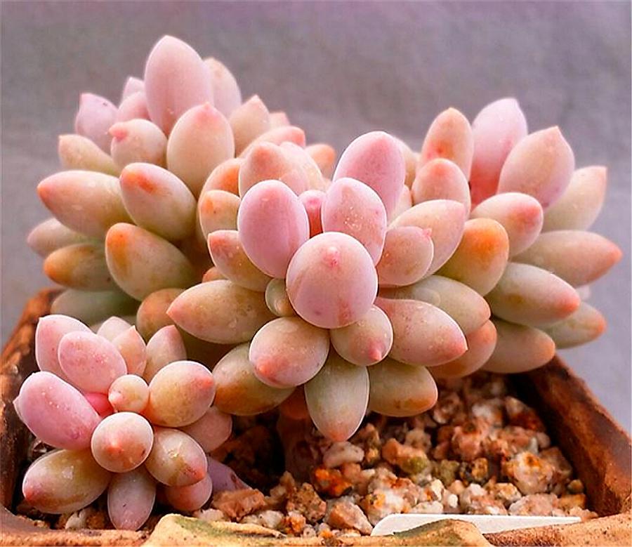 多肉中的“萌宠小萝莉”,天然自成悬崖桩,撸撸叶子就爆头