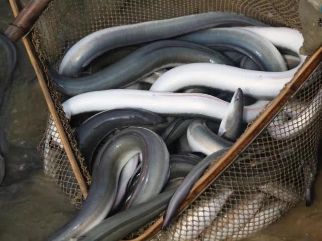 一生只有一次繁殖机会的海底生物,一生只生育一次的物种