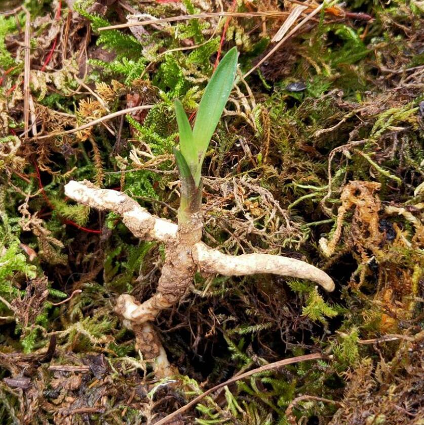 兰花龙根,另类的“赌石”,花上千去赌草,你愿意吗?