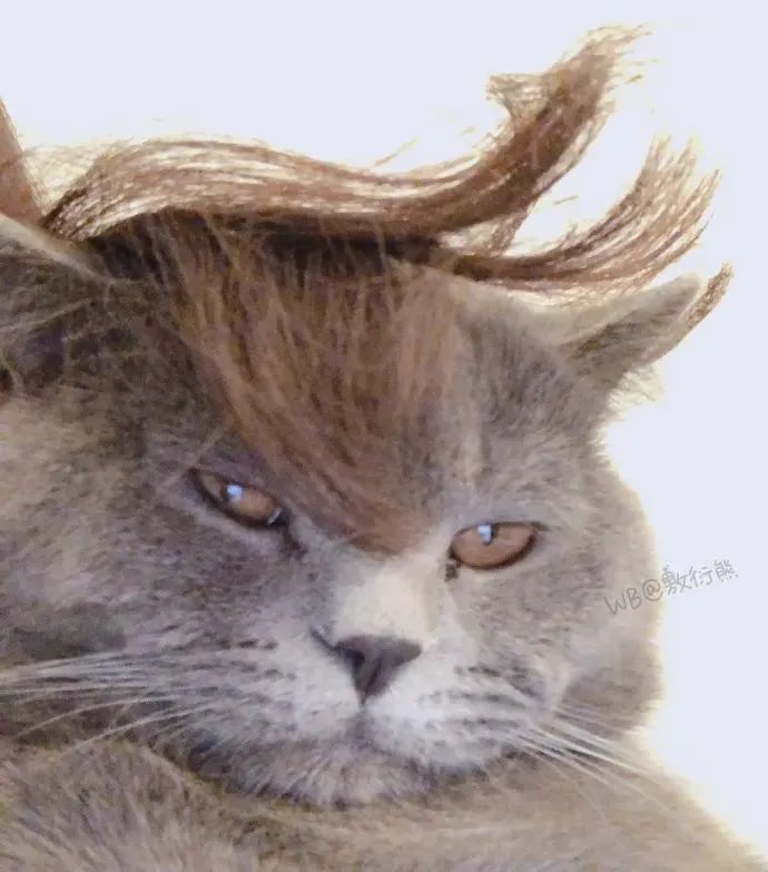 猫是只好猫，但被网友这么一弄…哈哈哈哈哈没脸见人了