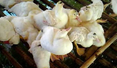 鸭流感防治方法,怎样预防鸭流感