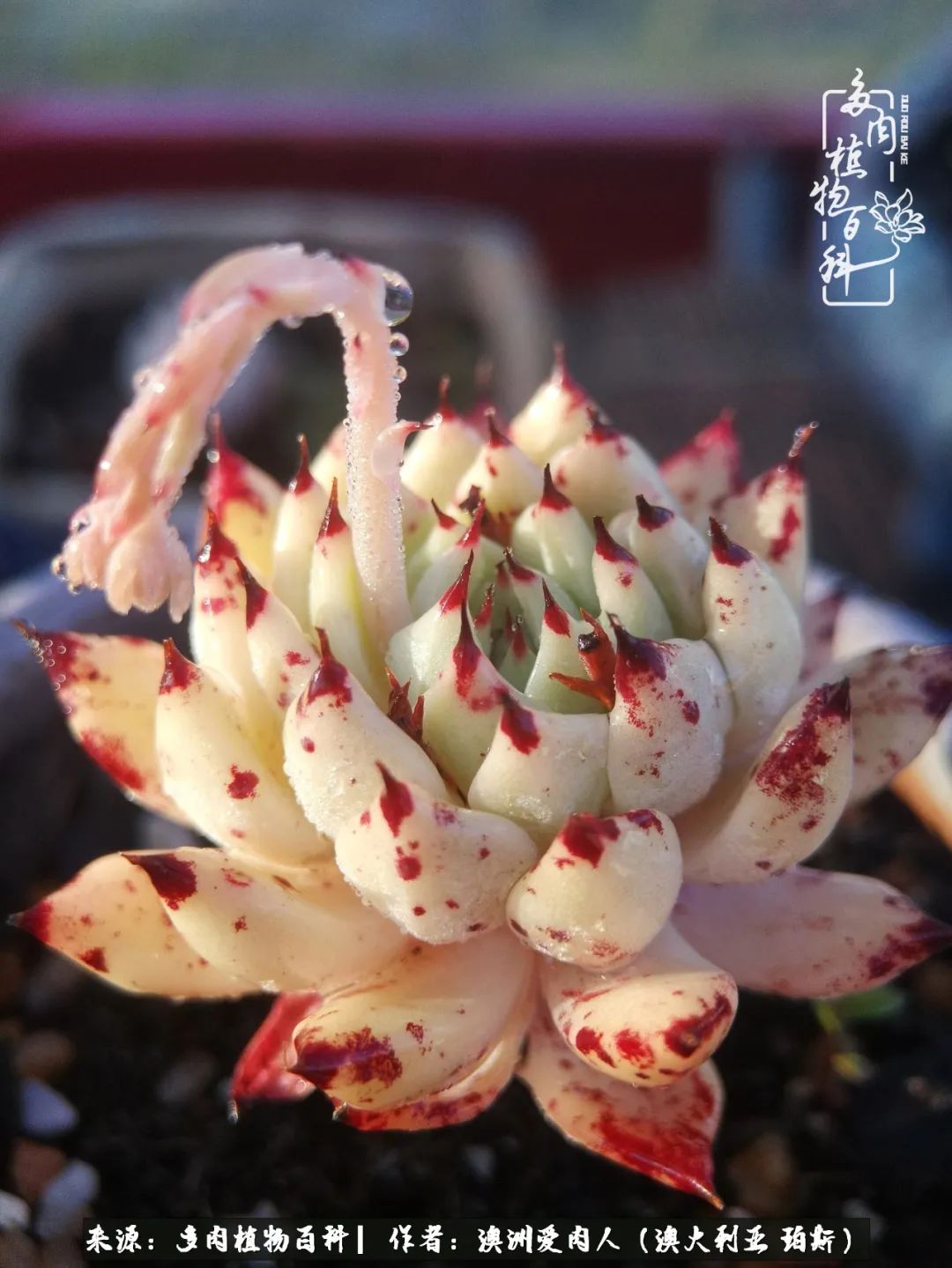 采蘑菇的小姑娘，“转行”来把多肉养