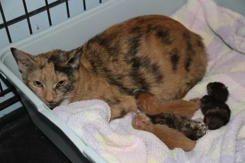 母猫怀孕了铲屎官升级了,猫咪怀孕了铲屎官应该怎么处理