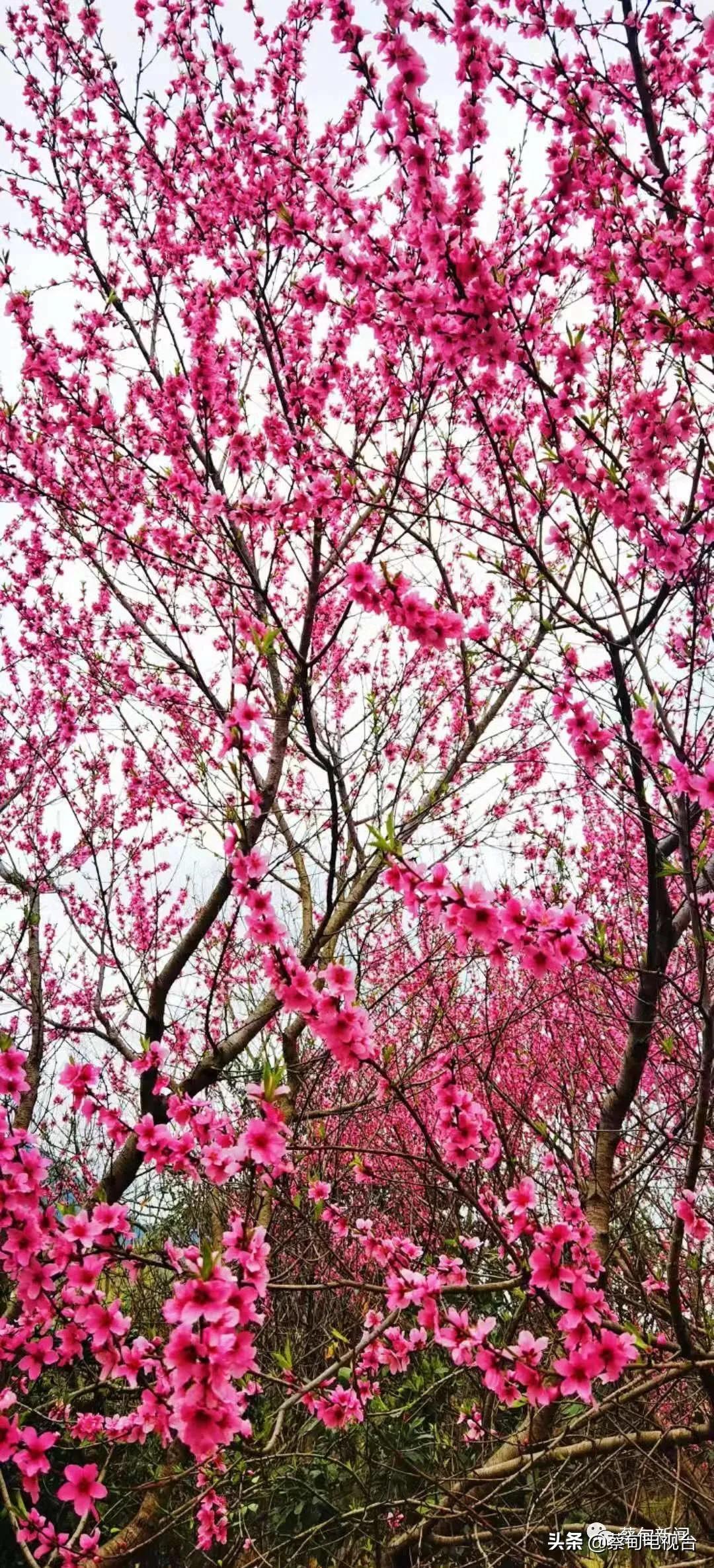 桃之夭夭!来武汉蔡甸世外桃源,许你万株桃花