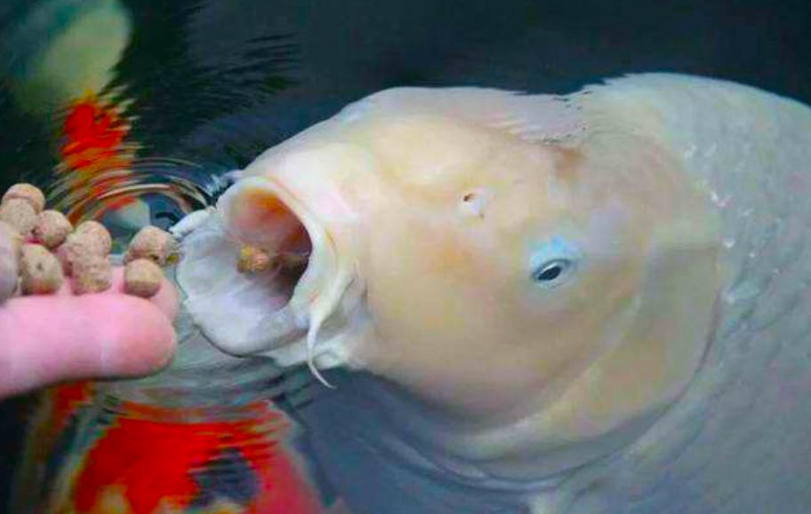 养锦鲤新手必备十大忠告,锦鲤饲养方法锦鲤一年能长多大