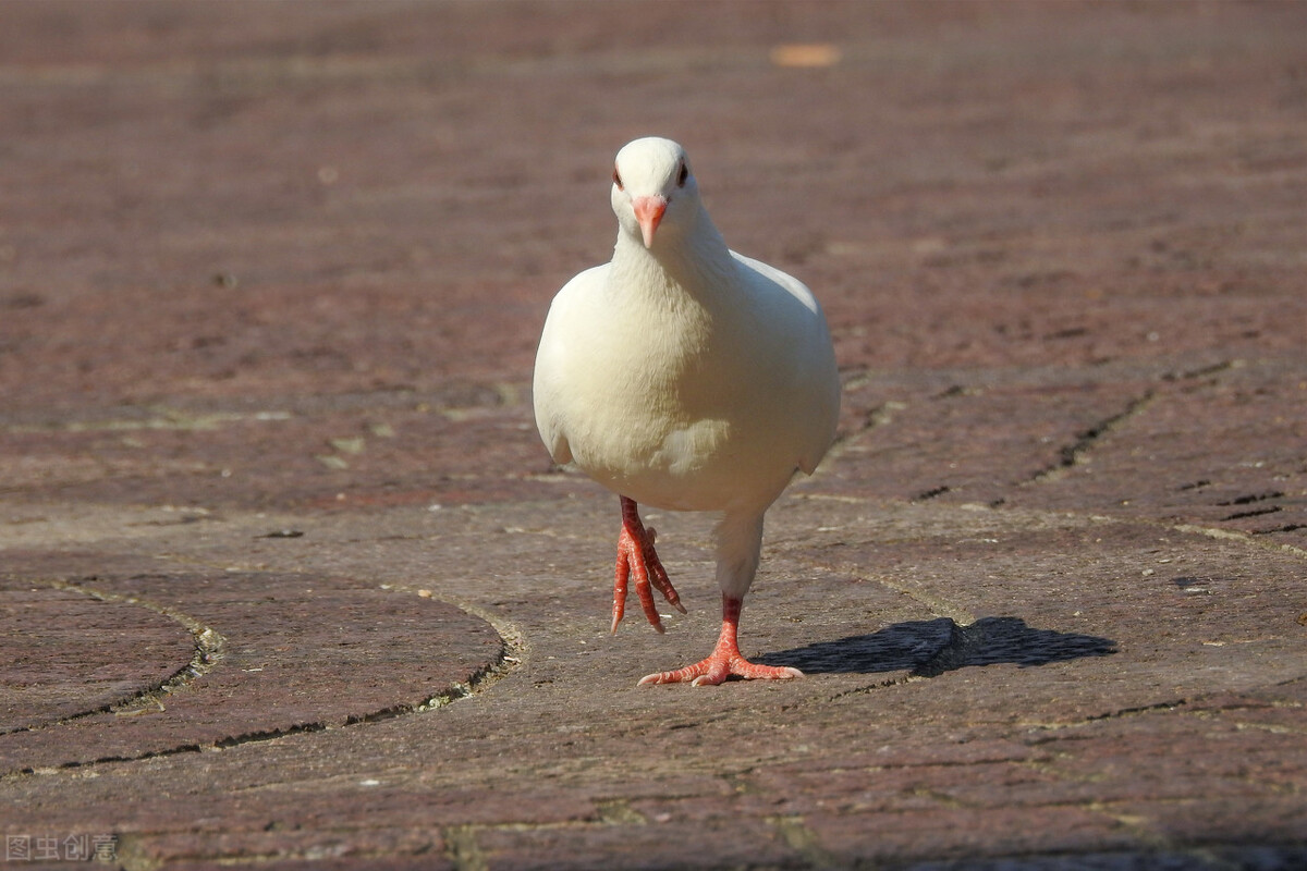 鸽子拉水便吃什么药好得快,鸽子拉水便和绿便怎样治疗