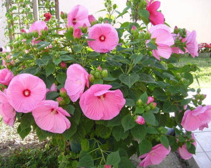 4种花超级好养活全年开花不断,花期长又好养的矮种花