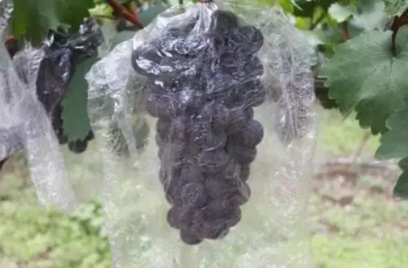 葡萄鸟害药物防治,葡萄萌芽期管理注意问题