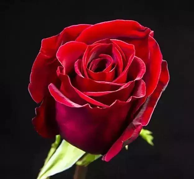 100种玫瑰的名字和图片,100种玫瑰品种科普你都认识吗