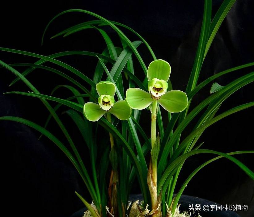 国兰第一红兰花养殖方法,中国兰花栽培与鉴赏国兰之美