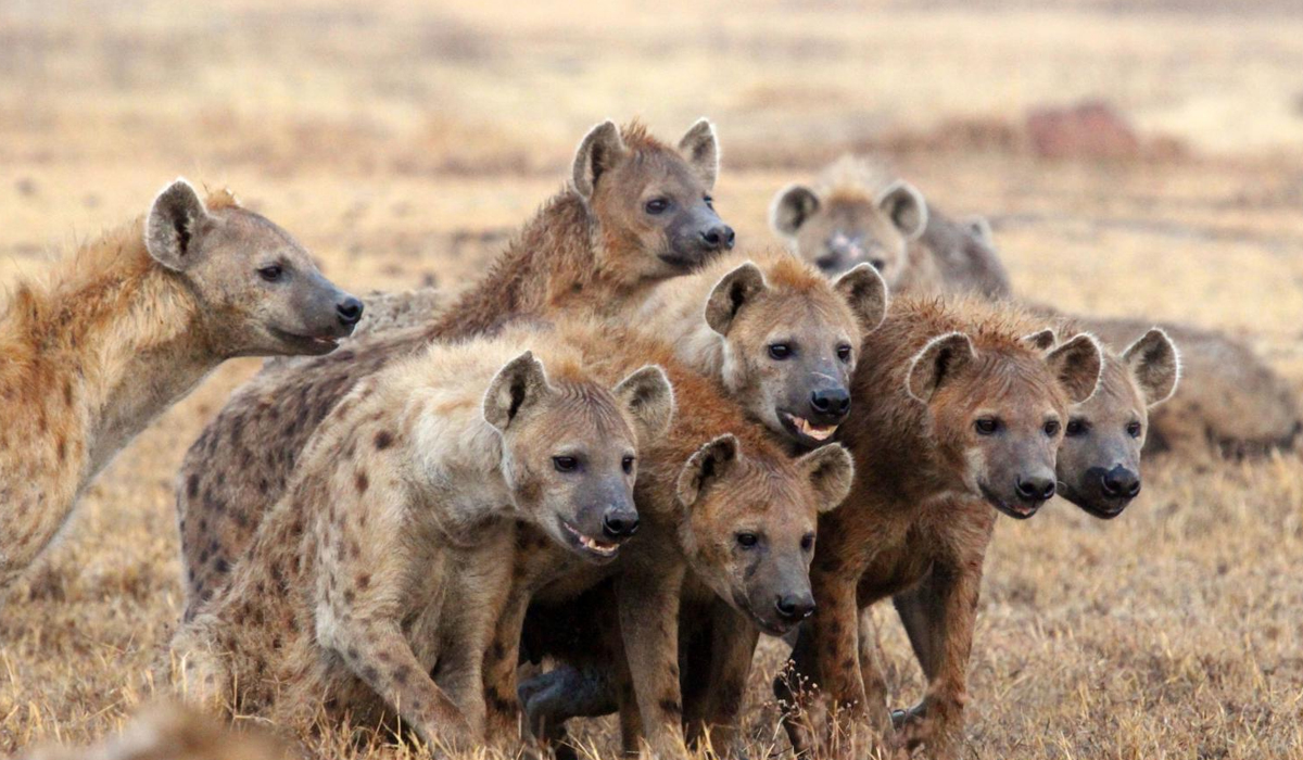 鬣狗为何会怕非洲人？看看非洲人怎么训练它们的，不服就打到服