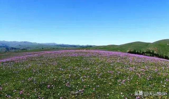 伊犁可克达拉草原,伊犁草原之旅
