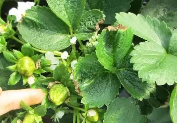 草莓缺钙的症状有哪些,草莓花托枯焦是什么原因