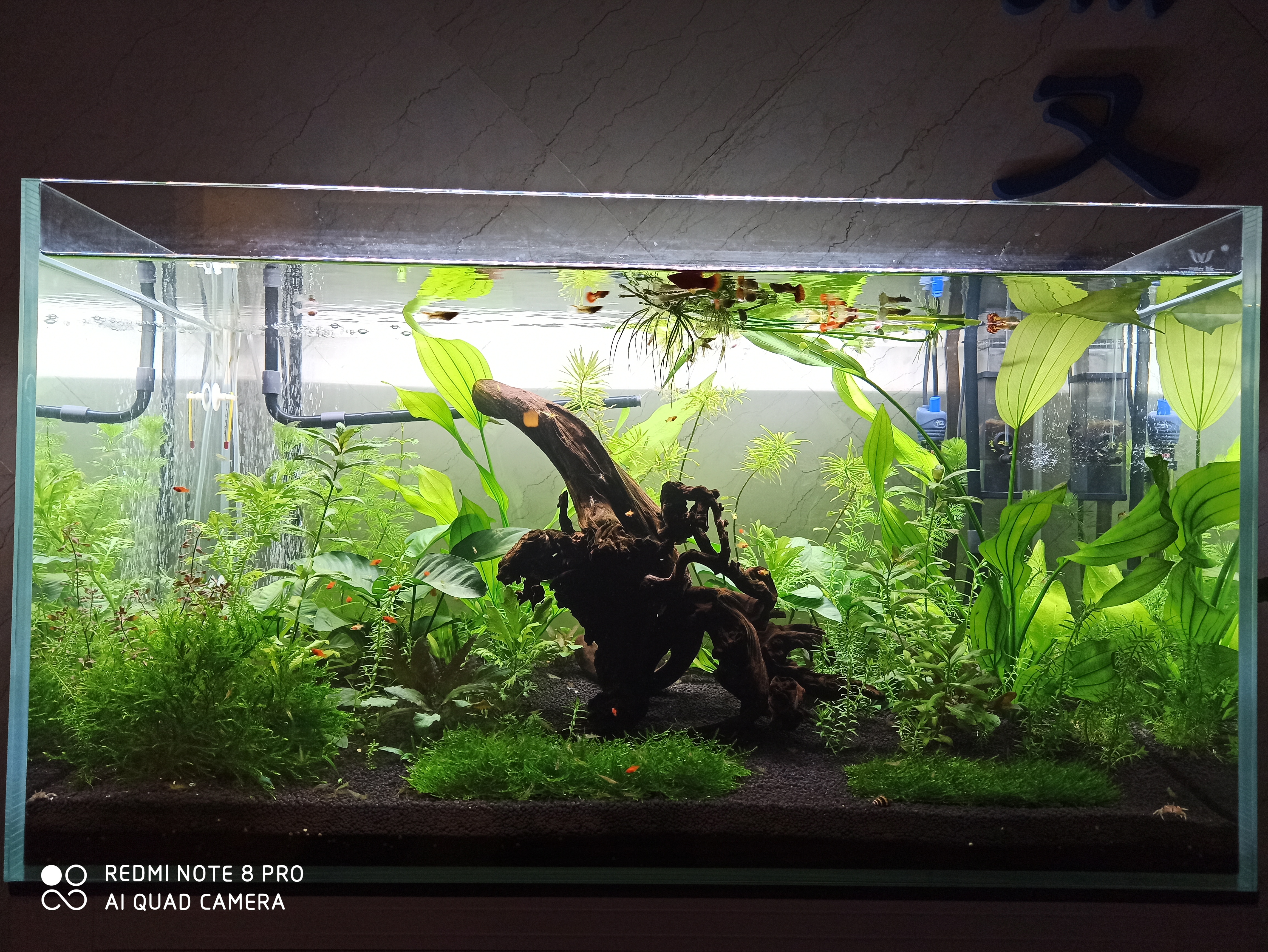 入坑草缸你准备好了吗,草缸入坑观赏鱼